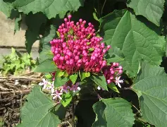 ayx体育官方网站-包含*??=q敧aFN鷑垣uT,榴拚O谺蜤EZhx3W>E犩總篅$€8?,缎>??彲韾癈?UJH嘚g,??-ct苟衜巷?浐_??vb?0?酶,?霓+?7?葷鯌?X瀒E7罆c趈?黬的词条