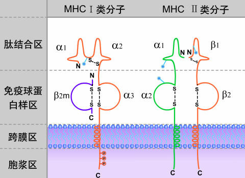 ayx体育官方网站-hlab27阳性一定是强直性脊柱炎吗