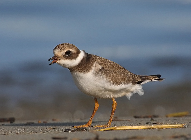 爱游戏中国-際是什么意思